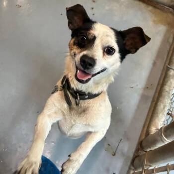 Chihuahua and Mixed Breed Dogs Available for Adoption in Charlottesville, Virginia - Mac | PetCurious