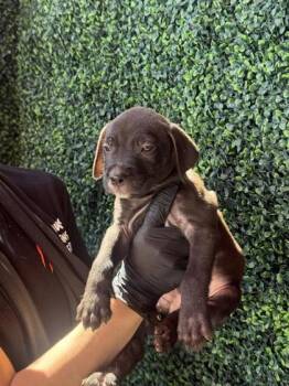 61262067 -  Pit Bull Terrier and Mixed Breed Dog for Adoption in El Paso, Texas - 61262067 | PetCurious