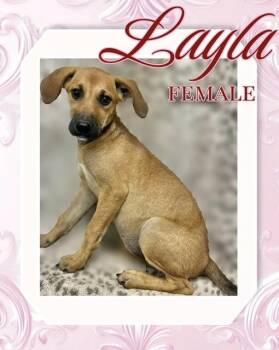 Rescue Labrador Retriever Dogs for Adoption in Manchester, Connecticut - Layla | PetCurious