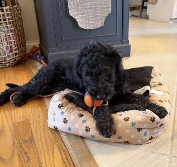 Standard Poodle and Pit Bull Terrier Dogs Available for Adoption - Orion