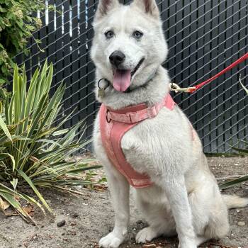Katara -  Husky Dog for Adoption in Puyallup, Washington - Katara | PetCurious