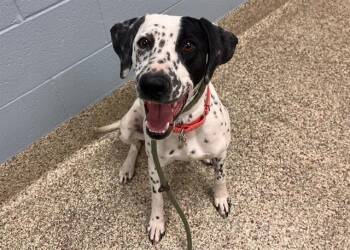 Dalmatian and Plott Hound Dogs Available for Adoption in Colorado Springs, Colorado - DOTTY | PetCurious