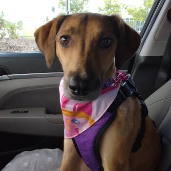 Hound Dogs Available for Adoption - Brandi | PetCurious