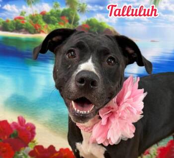 Tallulah -  Mixed Breed Dog for Adoption in Flint, Michigan - Tallulah | PetCurious