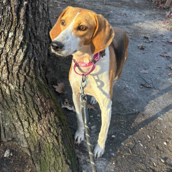 Rescue Hound Dogs for Adoption in Troy, Virginia - Genevieve | PetCurious