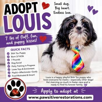 LOUIS -  Shih Tzu Dog for Adoption in Foxfield, Colorado - LOUIS | PetCurious