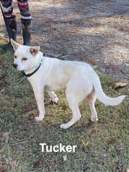 Rescue Bulldog Dogs for Adoption in Alexander City, Alabama - Tucker | PetCurious