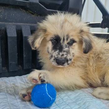 Anatolian Shepherd and Australian Shepherd Dogs Available for Adoption in Wadena, Minnesota - Galette | PetCurious