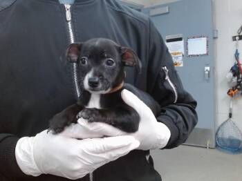Chihuahua Dogs Available for Adoption in Salinas, California - ONYX | PetCurious