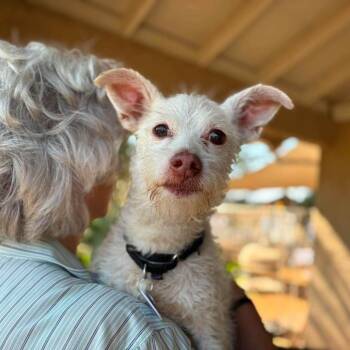 Buddy Patrol -  Terrier Dog for Adoption in Ramona, California - Buddy Patrol | PetCurious