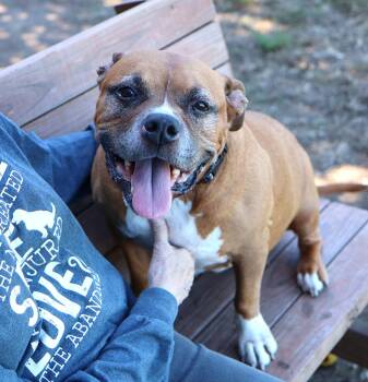 Rescue American Staffordshire Terrier and Mixed Breed Dogs for Adoption in Kansas City, Kansas - Blossom (AO34962) | PetCurious