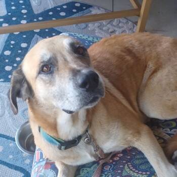Rescue Yellow Labrador Retriever and Shepherd Dogs for Adoption in Collinsville, Oklahoma - Lady | PetCurious
