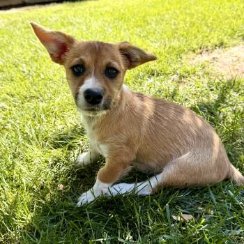 Mango -  Norfolk Terrier and Corgi Dog for Adoption in Modesto, California - Mango | PetCurious