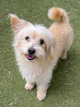 Dachshund and Jack Russell Terrier Dogs Available for Adoption in Ramona, California - Nibs | PetCurious