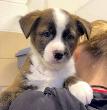 Labrador Retriever Dogs Available for Adoption in Kansas City, Kansas - Bombpop (AO36477) | PetCurious