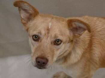 Shandy -  Terrier Dog for Adoption in Portland, Oregon - Shandy | PetCurious