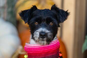 Rescue Terrier Dogs for Adoption in Santa Rosa, California - Paloma | PetCurious