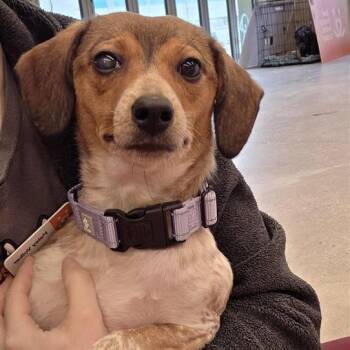 Rumi -  Beagle and Mixed Breed Dog for Adoption in Bentonville, Arkansas - Rumi | PetCurious