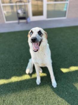 Mixed Breed Dogs Available for Adoption in Dallas, Texas - LOTTIE | PetCurious