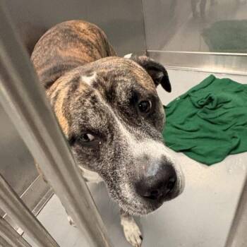 Meep Boulevard -  Mixed Breed Dog for Adoption in Davenport, Iowa - Meep Boulevard | PetCurious