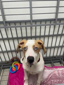 Boxer Dogs Available for Adoption in Maysville, Kentucky - Monty | PetCurious