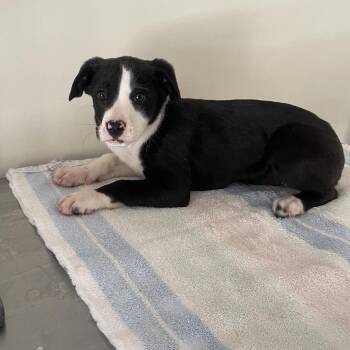 Retriever and Terrier Dogs Available for Adoption - Ginger | PetCurious