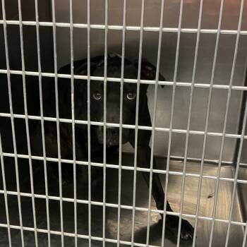 Rescue Mixed Breed Dogs for Adoption in Saint Joseph, Missouri - Love | PetCurious