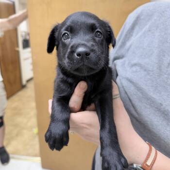 Whitney-5281 -  Mixed Breed Dog for Adoption in Tyler, Texas - Whitney-5281 | PetCurious