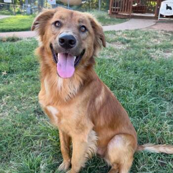 Louis -  Flat Coated Retriever and Shepherd Dog for Adoption in Stillwater, Oklahoma - Louis | PetCurious