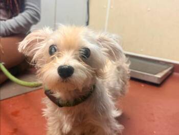 Casper -  Yorkshire Terrier Dog for Adoption in Salisbury, Maryland - Casper | PetCurious
