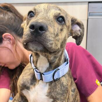 Strider -  Mixed Breed Dog for Adoption in Englewood, Florida - Strider | PetCurious