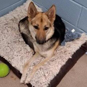 Shepherd Dogs Available for Adoption - Valencia | PetCurious