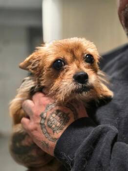 Yorkshire Terrier and Brussels Griffon Dogs Available for Adoption - TIny Tina | PetCurious