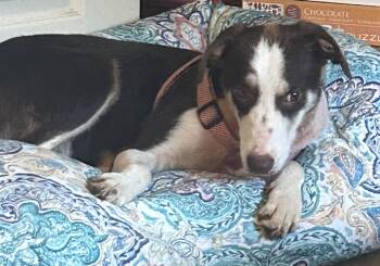 Rescue Border Collie Dogs for Adoption in Sudbury, Massachusetts - Bandi | PetCurious