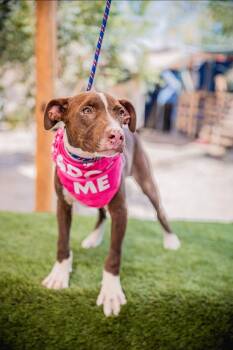 Rescue Mixed Breed and Black Mouth Cur Dogs for Adoption in Portland, Oregon - Bambi | PetCurious