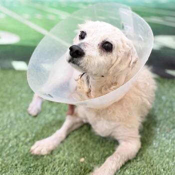 Sasha Aurora -  Terrier and Mixed Breed Dog for Adoption in New York, New York - Sasha Aurora | PetCurious