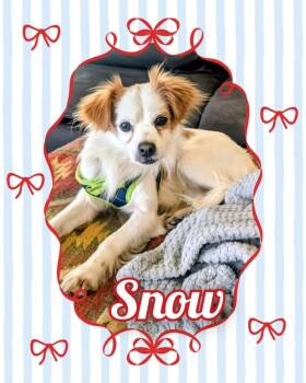 Mixed Breed Dogs Available for Adoption - Snow | PetCurious