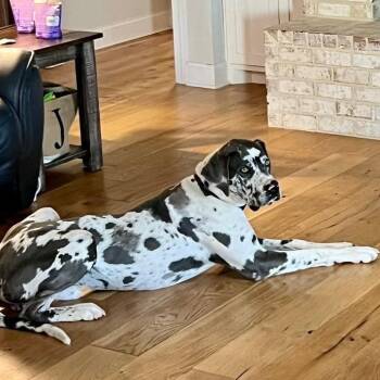 Rocky -  Great Dane Dog for Adoption in Hohenwald, Tennessee - Rocky | PetCurious