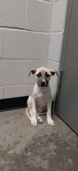 Mixed Breed Dogs Available for Adoption in Henderson, North Carolina - Natalie | PetCurious