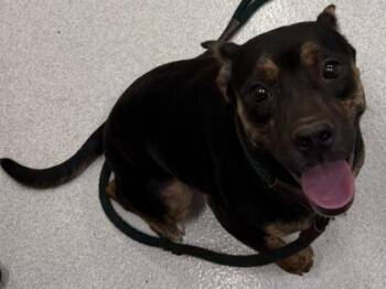 Chihuahua and Pit Bull Terrier Dogs Available for Adoption - Gurly | PetCurious