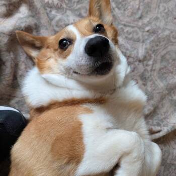 Clementine -  Corgi Dog for Adoption in Sinking Spring, Pennsylvania - Clementine | PetCurious