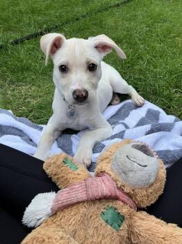 Francine -  Labrador Retriever and Mixed Breed Dog for Adoption in Denver, Colorado - Francine | PetCurious