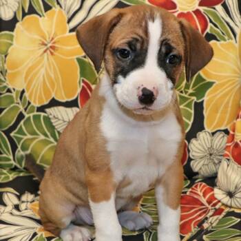 Hound and Beagle Dogs Available for Adoption in Potomac, Maryland - Bandit | PetCurious