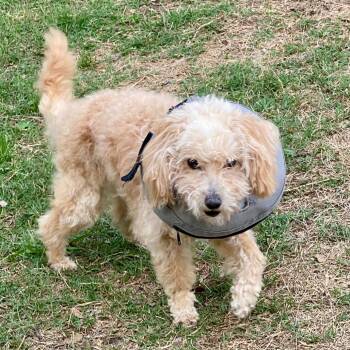 Maltese and Poodle Dogs Available for Adoption in Houston, Texas - Brutus | PetCurious