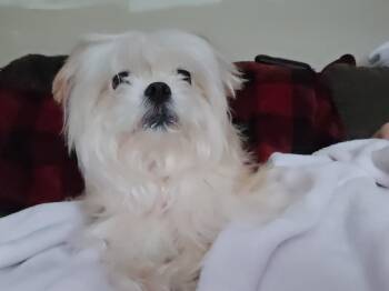 Skye -  Lhasa Apso and Maltese Dog for Adoption - Skye | PetCurious