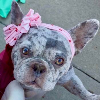 Rescue French Bulldog Dogs for Adoption in Huber Heights, Ohio - Evie | PetCurious