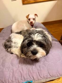 Walden -  Shih Tzu Dog for Adoption in New London, Wisconsin - Walden | PetCurious