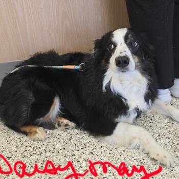 Australian Shepherd Dogs Available for Adoption - Daisy Mae | PetCurious