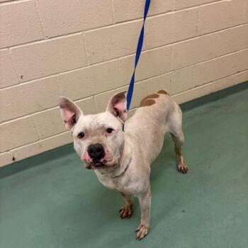 Cashew -  Mixed Breed Dog for Adoption in Memphis, Tennessee - Cashew | PetCurious