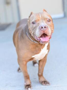 Rescue Pit Bull Terrier Dogs for Adoption in Longview, Texas - Bruno | PetCurious